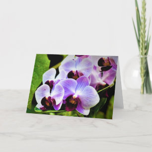 Orchid, kaart