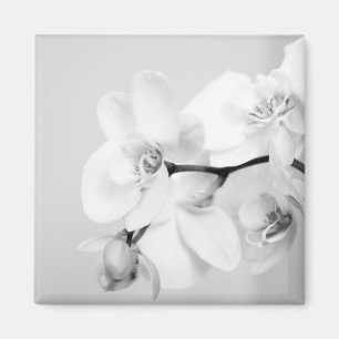 orchid magneet