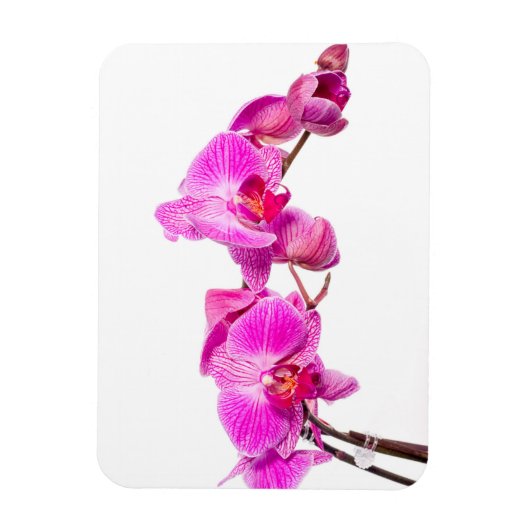 Orchid Magneet (Verticaal)