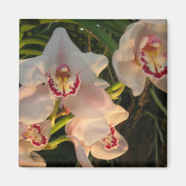 Orchid Magneet