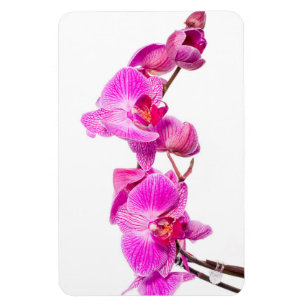 Orchid Magneet