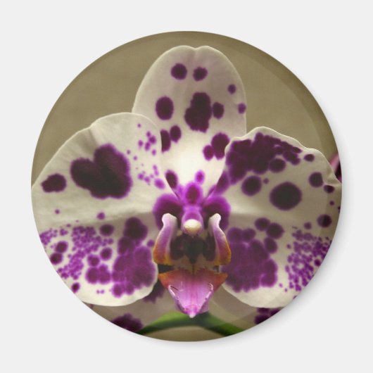 Orchid magnet magneet (Voorkant)