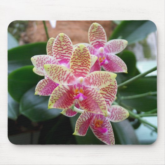 Orchid Mousepad Muismat (Voorkant)