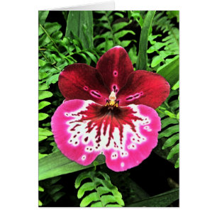 Orchid Orchid Orchid