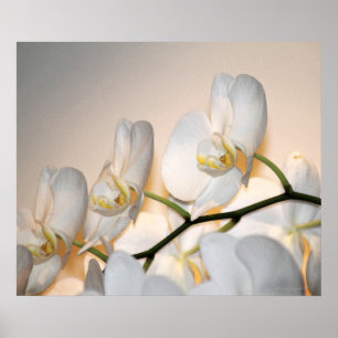 Orchid Phalae Sogo Art Print -24x20 of kleiner