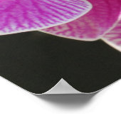 Orchid Phalaenopsis Cluster Poster -36x24 (Hoek)