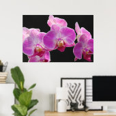 Orchid Phalaenopsis Cluster Poster -36x24 (Thuiskantoor)