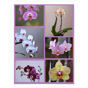 Orchid Photo Collage Foto Afdruk