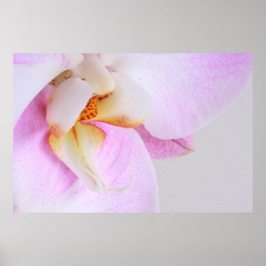 Orchid Poster (Voorkant)