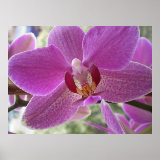 Orchid Poster (Voorkant)