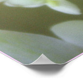 orchid poster (Hoek)