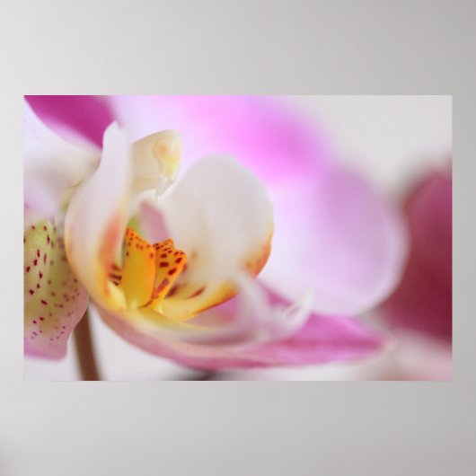 Orchid Poster (Voorkant)