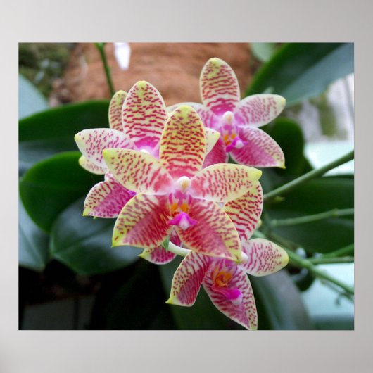 Orchid Print (Voorkant)