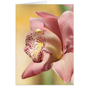 Orchid Single Pink Bloom Happy Pasen