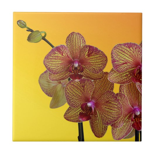 orchid tegeltje (Voorkant)