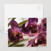 Orchid Vanda Pure's Wax Flower Group Briefkaart (Voorkant / Achterkant)