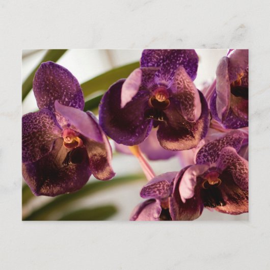 Orchid Vanda Pure's Wax Flower Group Briefkaart (Voorkant)