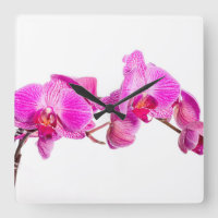 Orchid