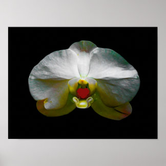 Orchid was haar hart poster