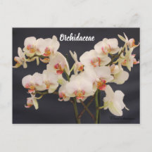 Orchidaceae, orquidea