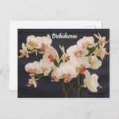 Orchidaceae, orquidea briefkaart (Voorkant / Achterkant)
