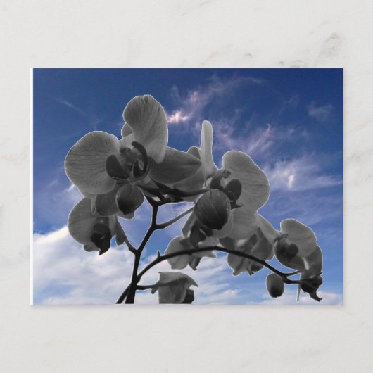 Orchide Briefkaart (Voorkant)