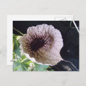 Orchide Briefkaart (Voorkant / Achterkant)