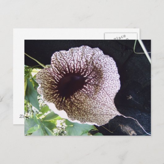 Orchide Briefkaart (Voorkant / Achterkant)