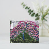 Orchide Pauw Briefkaart (Staand voorkant)