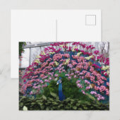 Orchide Pauw Briefkaart (Voorkant / Achterkant)