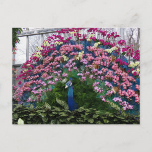 Orchide Pauw Briefkaart