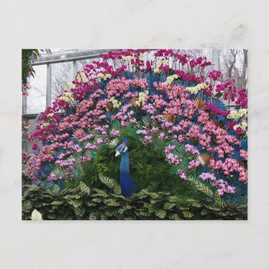Orchide Pauw Briefkaart (Voorkant)