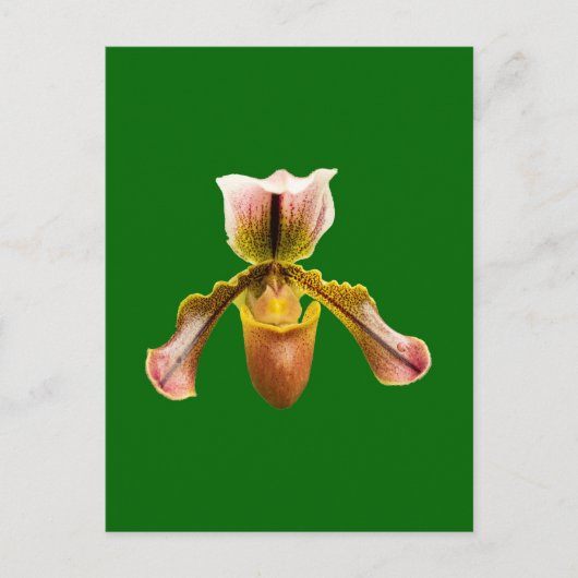 Orchidebloem Briefkaart (Voorkant)