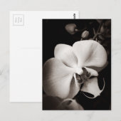 Orchidebloem Briefkaart (Voorkant / Achterkant)