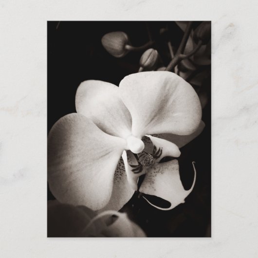 Orchidebloem Briefkaart (Voorkant)