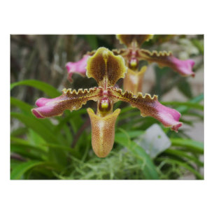 Orchidebloem Perfect Poster