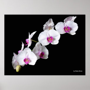 Orchidebloemen, van Sinisa Botas Poster