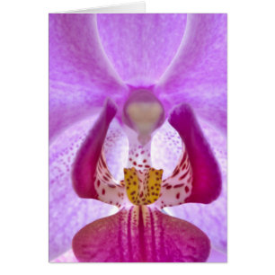 Orchidée