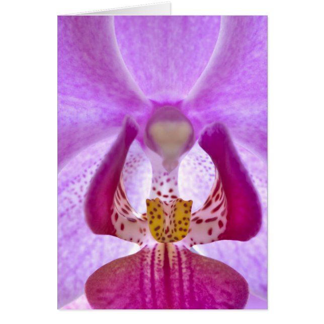 Orchidée (Devant)
