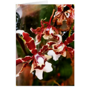 Orchidée