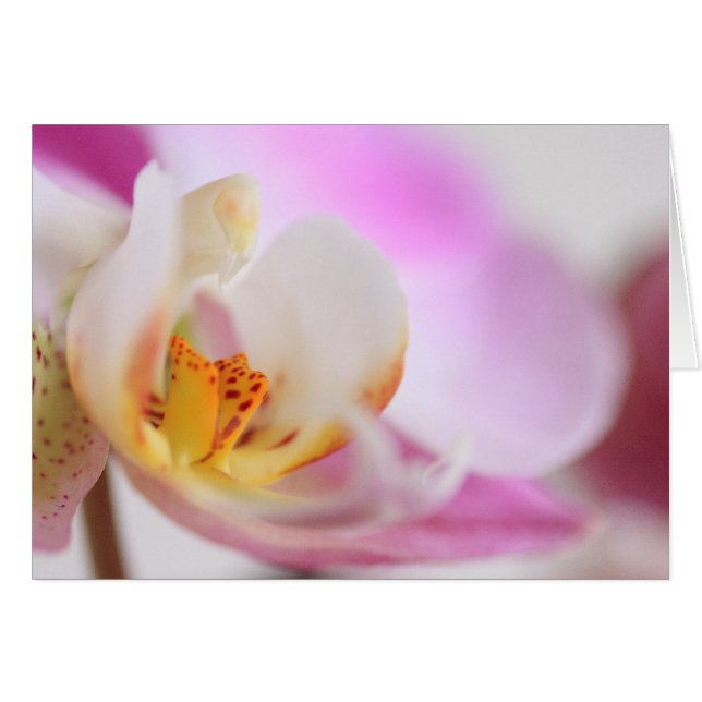 Orchidée (Devant horizontal)