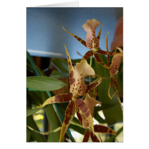 Orchidée