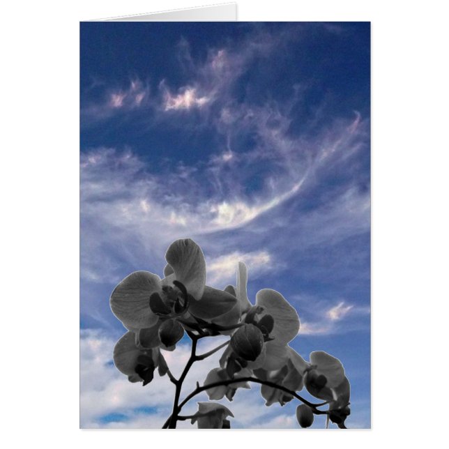 Orchidée (Devant)