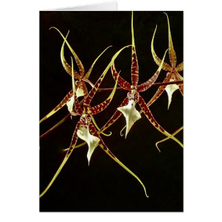 Orchidee2