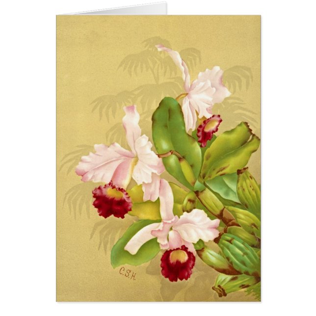 Orchidée 1892 de la Maison Blanche (Devant)