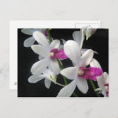 Orchidee 1 briefkaart (Voorkant / Achterkant)