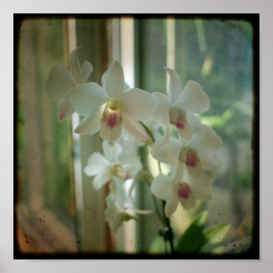 orchidee 8 x 8 originele Natuur TTV foto Poster