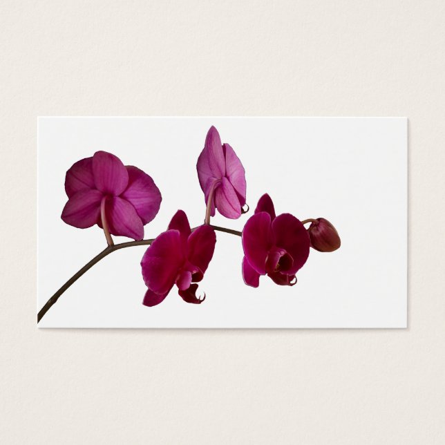 Orchidée à Dendrobium rose chaud - Arrière - plan  (Devant)