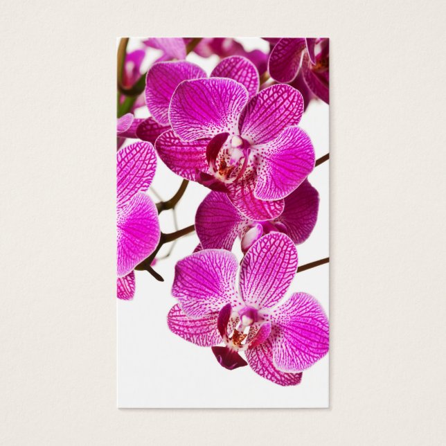Orchidée à Dendrobium rose chaud - Arrière - plan  (Devant)