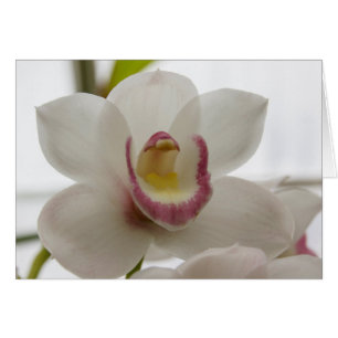 Orchidée blanche